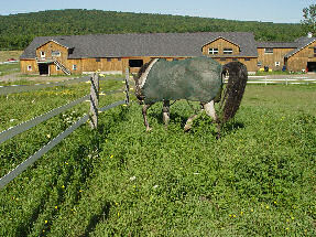 Winter with fly sheet on grazing in back paddock